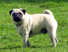 A fawn pug, the dog breed behind PAGTARO, the mascot Miyu Tomita voices