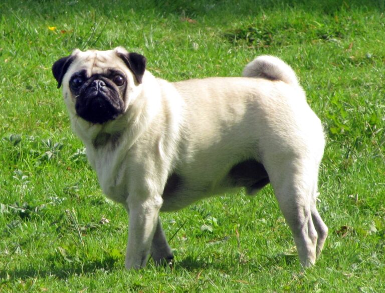 A fawn pug, the dog breed behind PAGTARO, the mascot Miyu Tomita voices