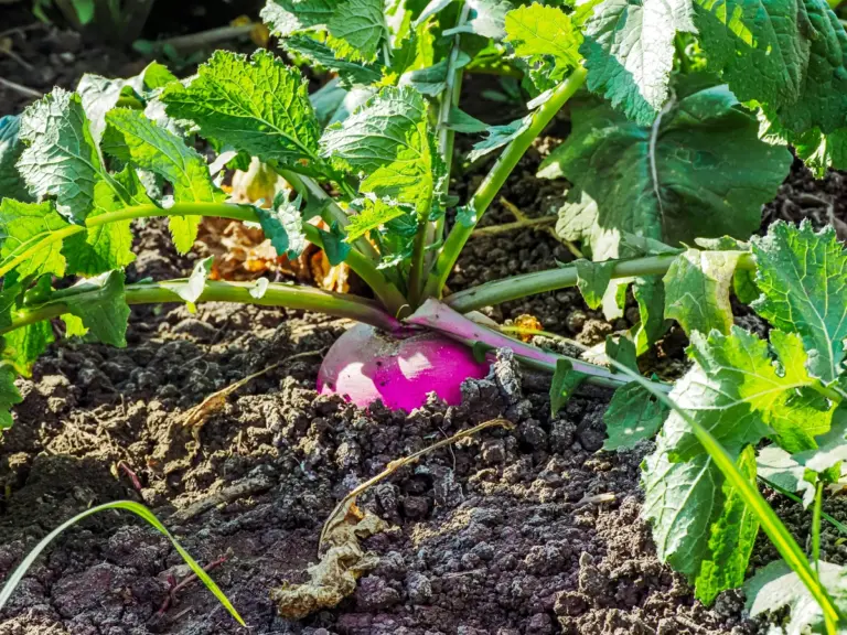 A purple turnip emerges from the soil, surrounded by lush, green leaves in bright sunlight.