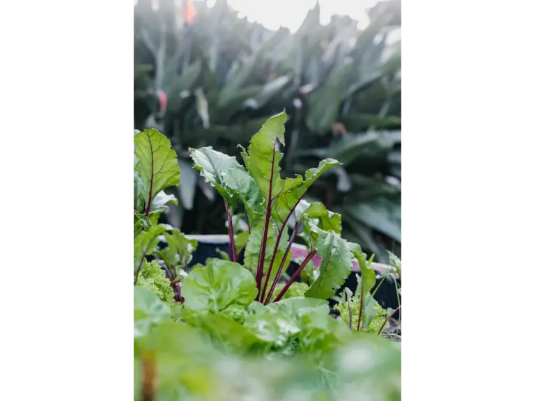 Close-up of vibrant beet greens growing in a lush garden.