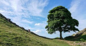 The Sycamore Gap tree standing beside Hadrian's Wall in Northumberland in 2018, five years before it was felled