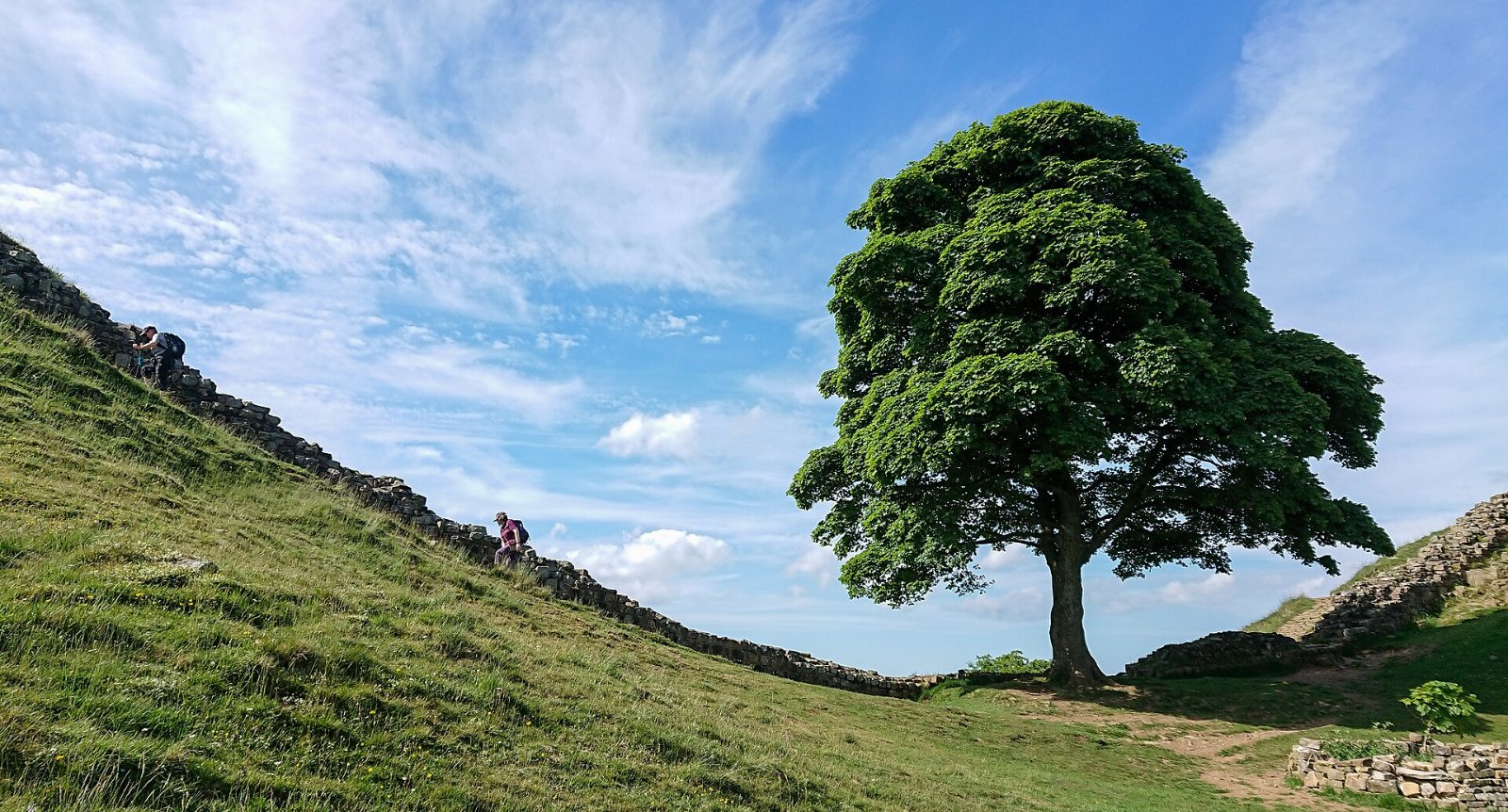 The Sycamore Gap tree standing beside Hadrian's Wall in Northumberland in 2018, five years before it was felled
