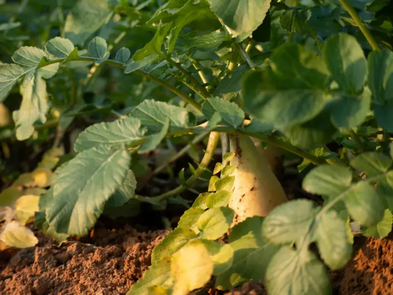 A radish emerges from the soil beneath lush green leaves, lit up by warm sunlight in a thriving garden.