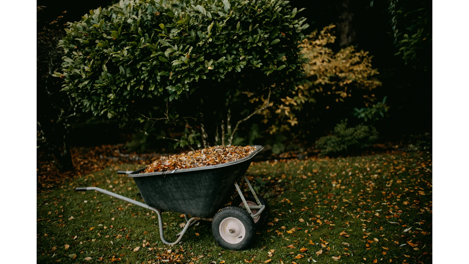 A garden wheelbarrow piled with fall leaves sits on leaf-strewn grass beneath dense shrubs, creating a quiet fall mood.