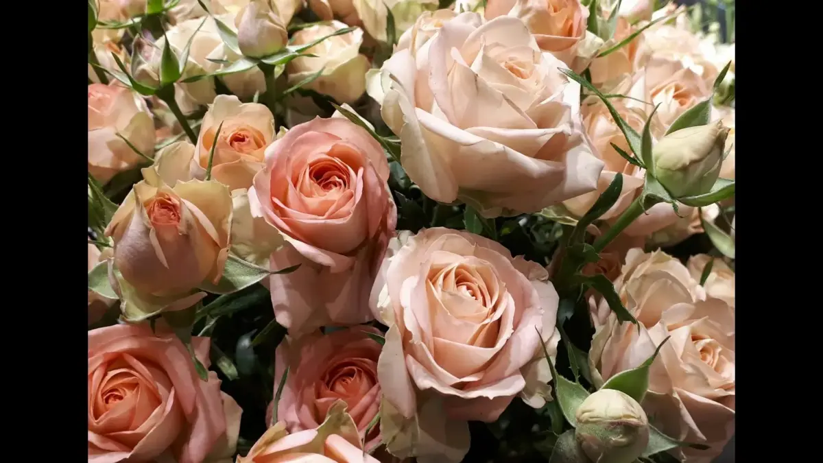 A bouquet of soft pink roses with hints of cream and green foliage surrounding them.
