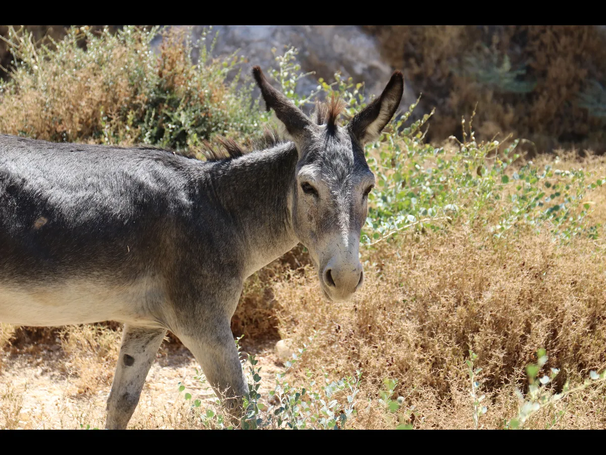 In Thursday's daily devotional, a donkey is seen in a bushy area signifying Jesus' triumphal entry.