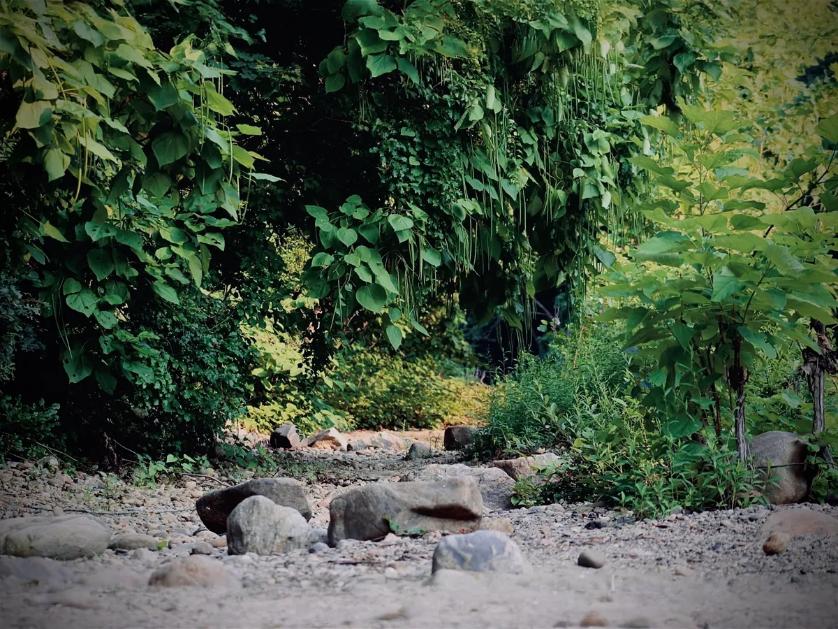 In Wednesday's dailiy devotional, a dry river bed is seen with green foliage around it.