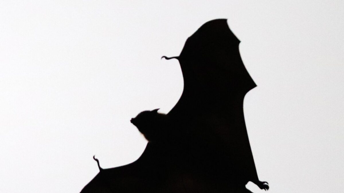 A flying bat silhouette used as an illustration for Absolute Batgirl coverage
