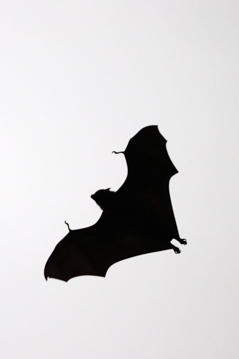 A flying bat silhouette used as an illustration for Absolute Batgirl coverage