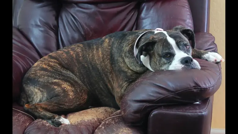 A brindle and white dog relaxing on a leather couch. How to stop procrastinating