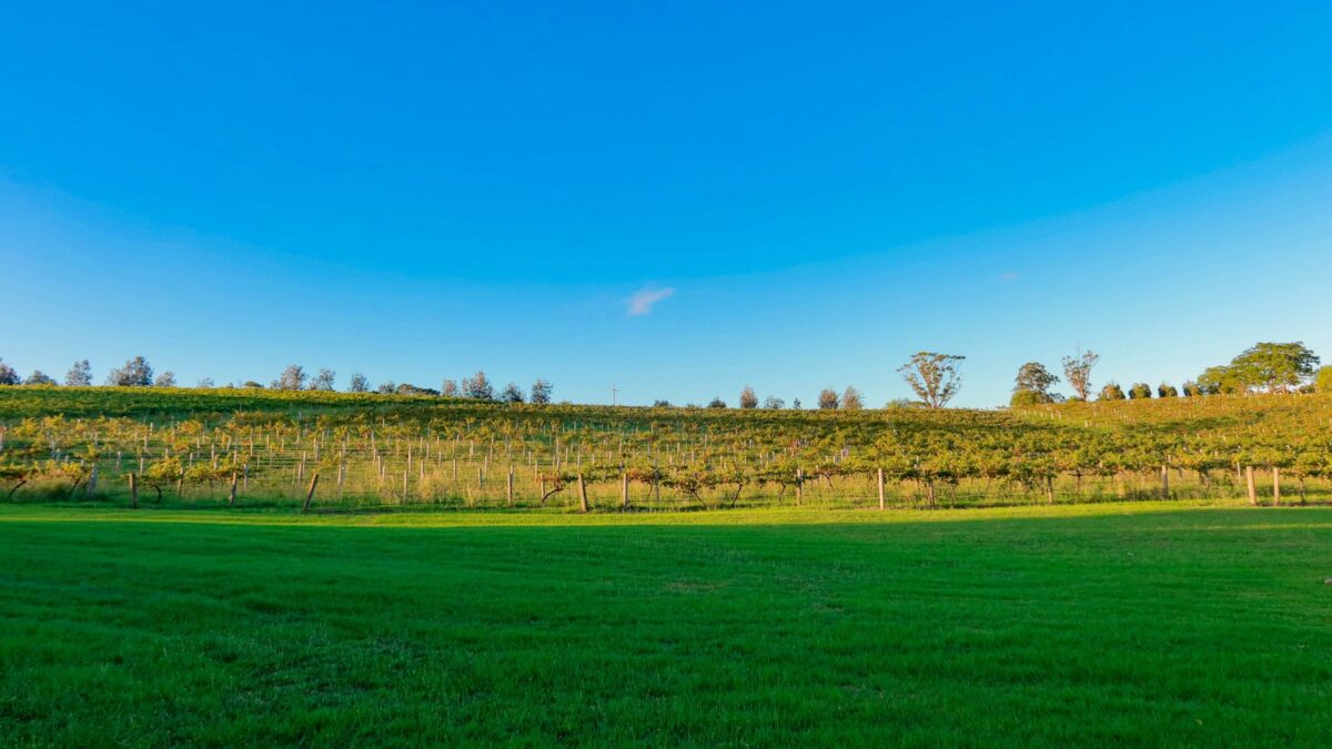 Stock vineyard landscape illustrating the Winbirri Vineyard grape theft report