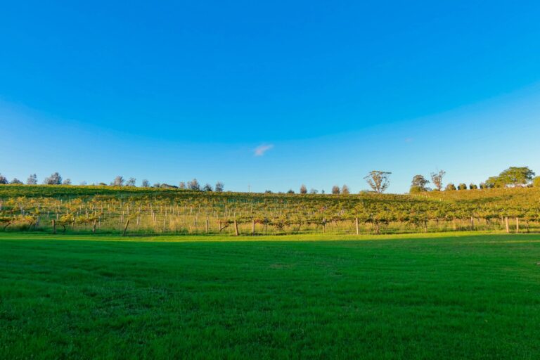 Winbirri Vineyard: 1,100-pound theft is a shocking, bitter blow