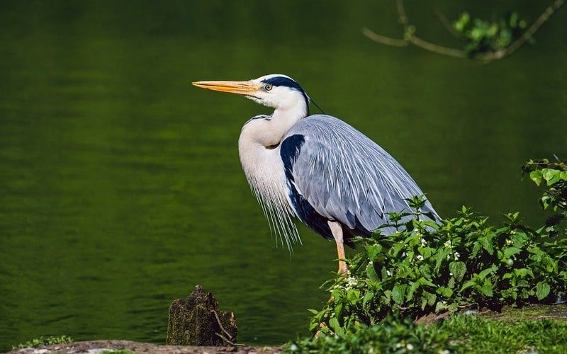 The Boy and the Heron