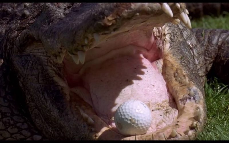 Happy Gilmore famous crocodile